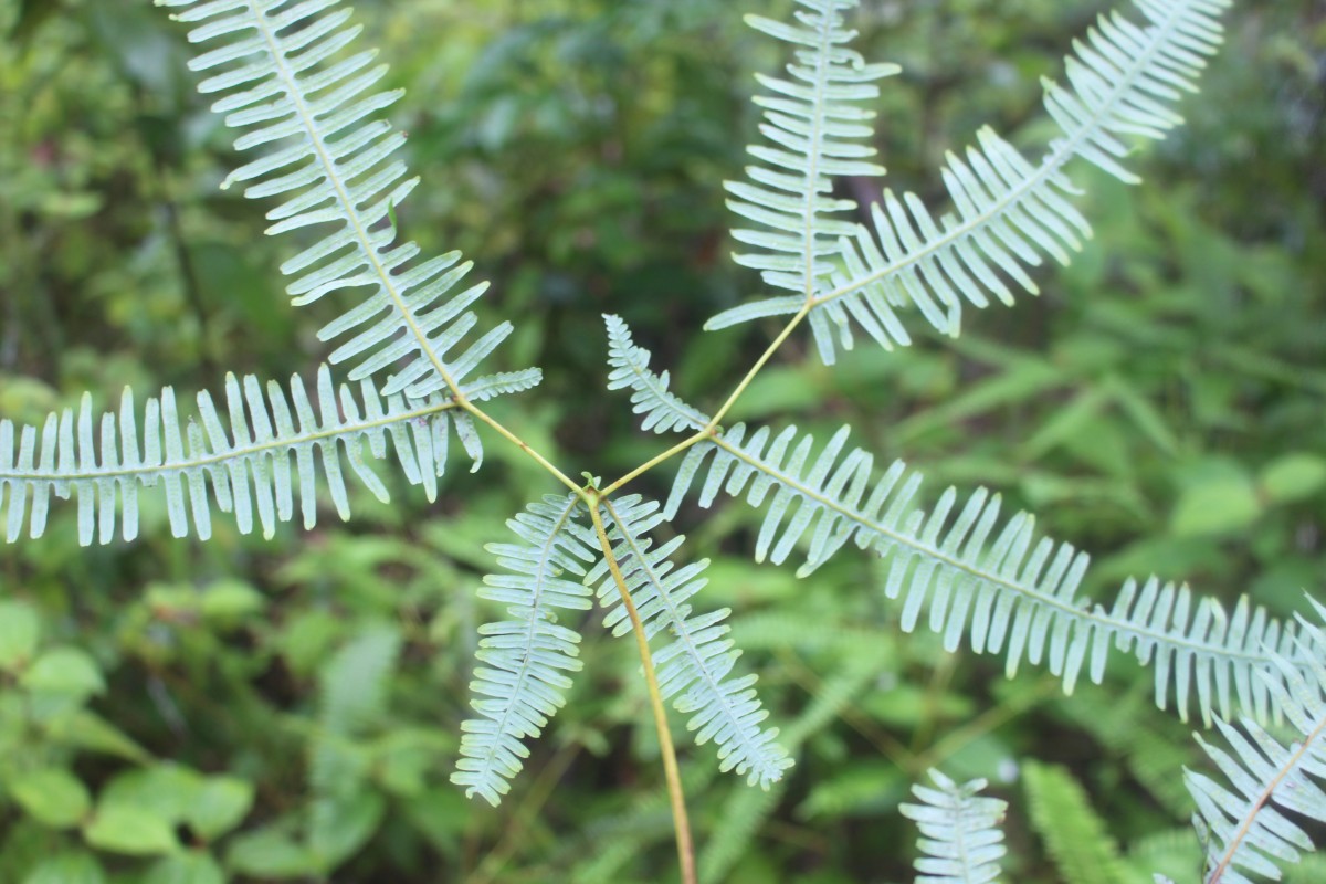 Dicranopteris linearis (Burm.f.) Underw.